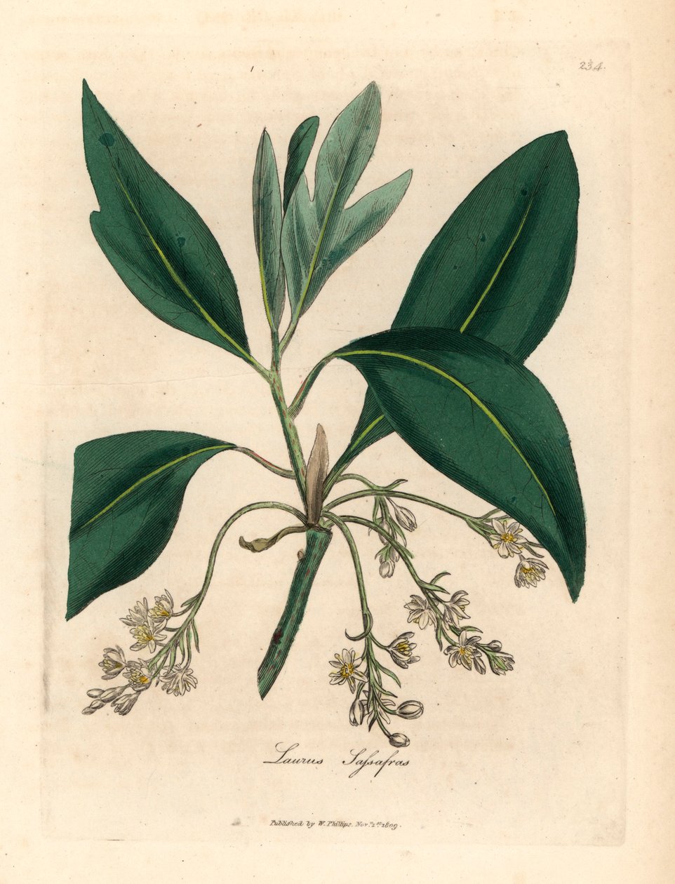 Sassafras strom, Laurus sassafras, z botanické ilustrace Jamese Sowerbyho z Williama Woodvilla a Sira Williama Jacksona Hookera „Lékařská botanika“ 1832 (ručně kolorovaná mědirytina) od James (after) Sowerby