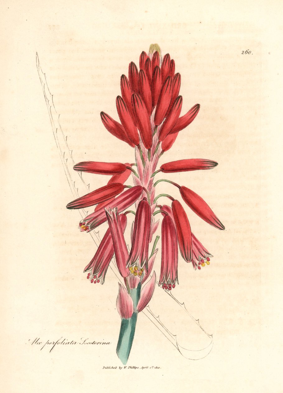Socotorine aloe, Aloe perfoliata socotorina, z botanické ilustrace Jamese Sowerbyho z Williama Woodvilla a Sira Williama Jacksona Hookera „Medical Botany“ 1832 (ručně kolorovaná mědirytina) od James (after) Sowerby