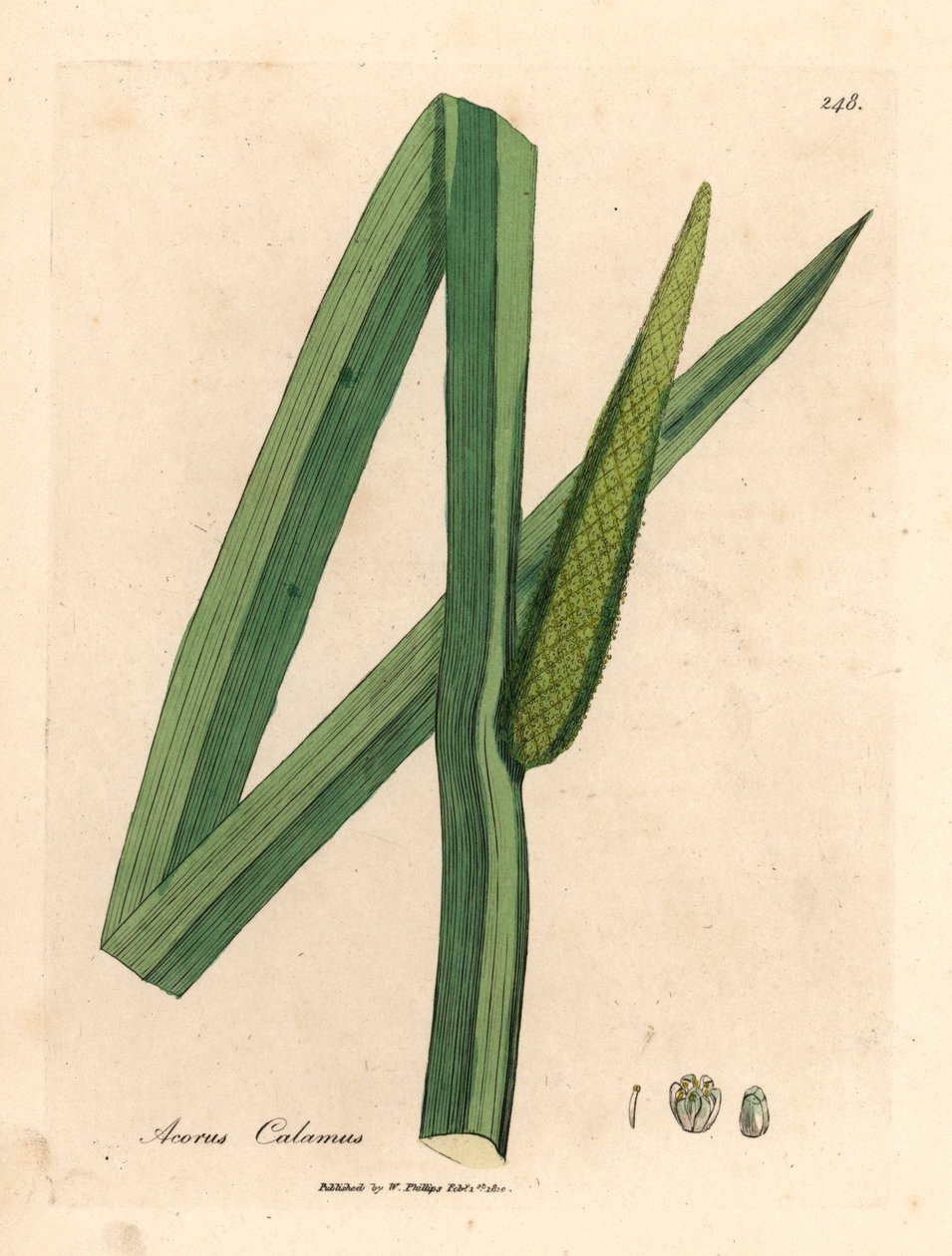 Sladká vlajka, Acorus calamus, z botanické ilustrace Jamese Sowerbyho od Williama Woodvilla a Sira Williama Jacksona Hookera „Lékařská botanika“ 1832 (ručně kolorovaná mědirytina) od James (after) Sowerby