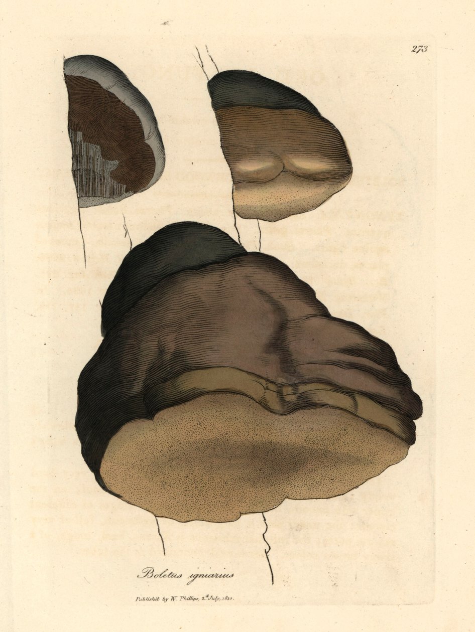 Touchwood hřib neboli muchomůrka, Boletus igniarius, z botanické ilustrace Jamese Sowerbyho z William Woodville a Sira Williama Jacksona Hookera „Lékařská botanika“ 1832 (ručně kolorovaná mědirytina) od James (after) Sowerby