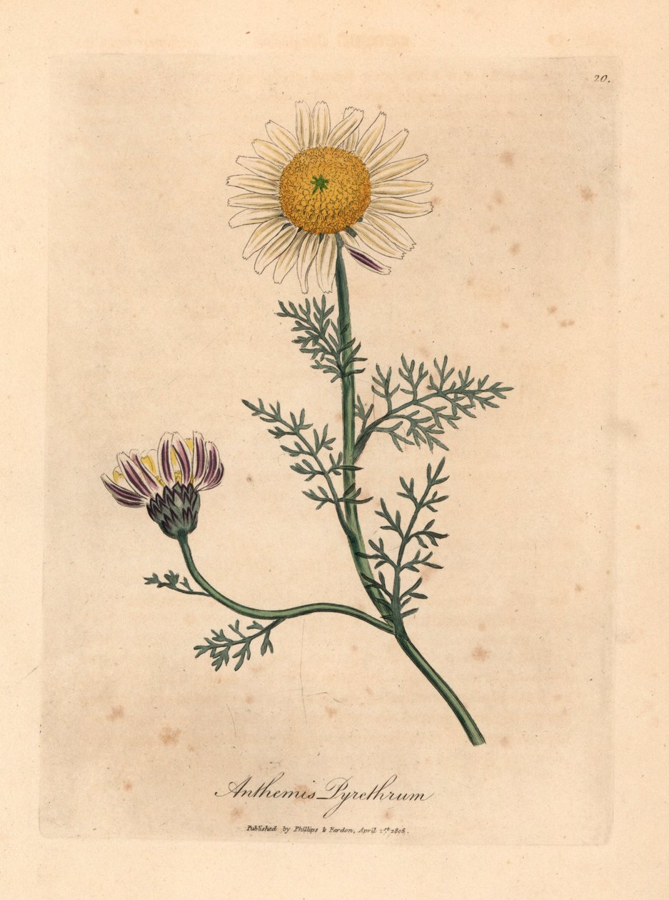 Bílý a žlutý španělský heřmánek, Anthemis pyrethrum, z botanické ilustrace Jamese Sowerbyho z William Woodville a Sira Williama Jacksona Hookera „Lékařská botanika“ 1832 (ručně kolorovaná mědirytina) od James (after) Sowerby