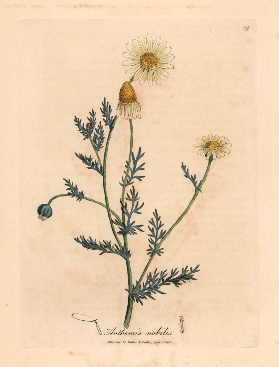 Bílo-žlutě květovaný heřmánek, Anthemis nobilis, z botanické ilustrace Jamese Sowerbyho z Williama Woodvilla a Sira Williama Jacksona Hookera „Lékařská botanika“ 1832 (ručně kolorovaná mědirytina) od James (after) Sowerby