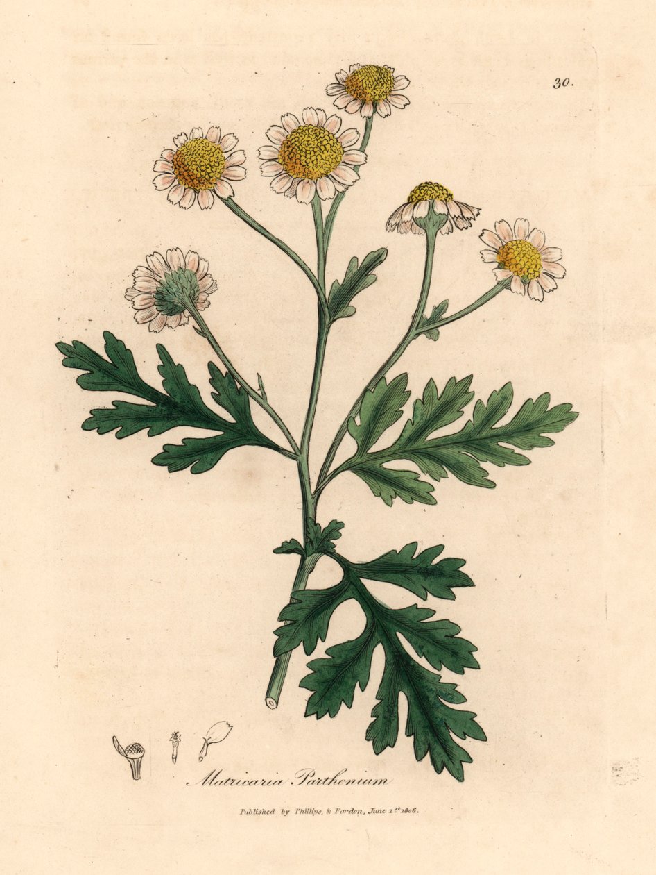 Bíle a žlutě květovaná hluchavka, Matricaria parthenium, z botanické ilustrace Jamese Sowerbyho z Williama Woodvilla a Sira Williama Jacksona Hookera „Lékařská botanika“ 1832 (ručně kolorovaná mědirytina) od James (after) Sowerby