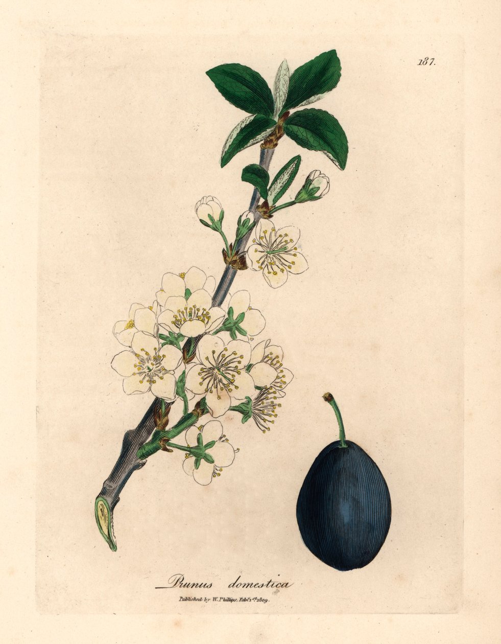 Bílé květy a plody stromu slivoně nebo švestky, Prunus domestica, z botanické ilustrace Jamese Sowerbyho z Williama Woodvilla a Sira Williama Jacksona Hookera „Medical Botany“ 1832 (ručně kolorovaná mědirytina) od James (after) Sowerby