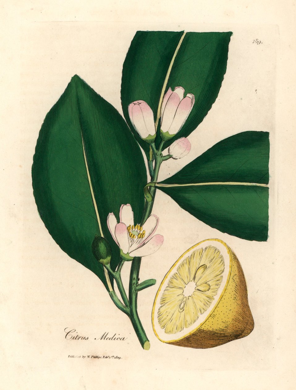 Bílý květ a část zralých plodů citroníku, Citrus medica, z botanické ilustrace Jamese Sowerbyho z Williama Woodvilla a Sira Williama Jacksona Hookera „Medical Botany“ 1832 (ručně kolorovaná mědirytina) od James (after) Sowerby