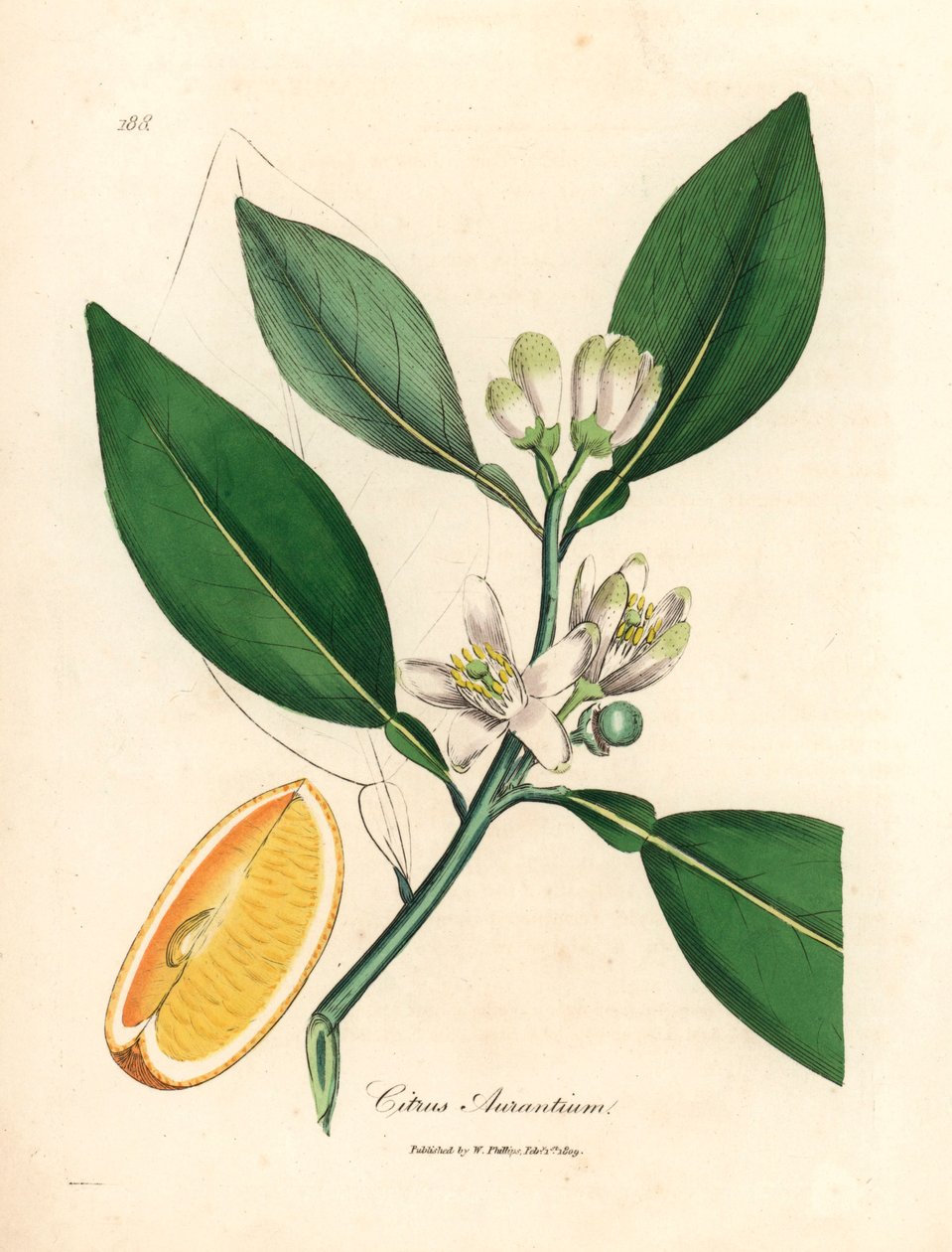 Bílý květ a část zralých plodů pomerančovníku, Citrus aurantium, z botanické ilustrace Jamese Sowerbyho z William Woodville a Sira Williama Jacksona Hookera „Medical Botany“ 1832 (ručně kolorovaná mědirytina) od James (after) Sowerby