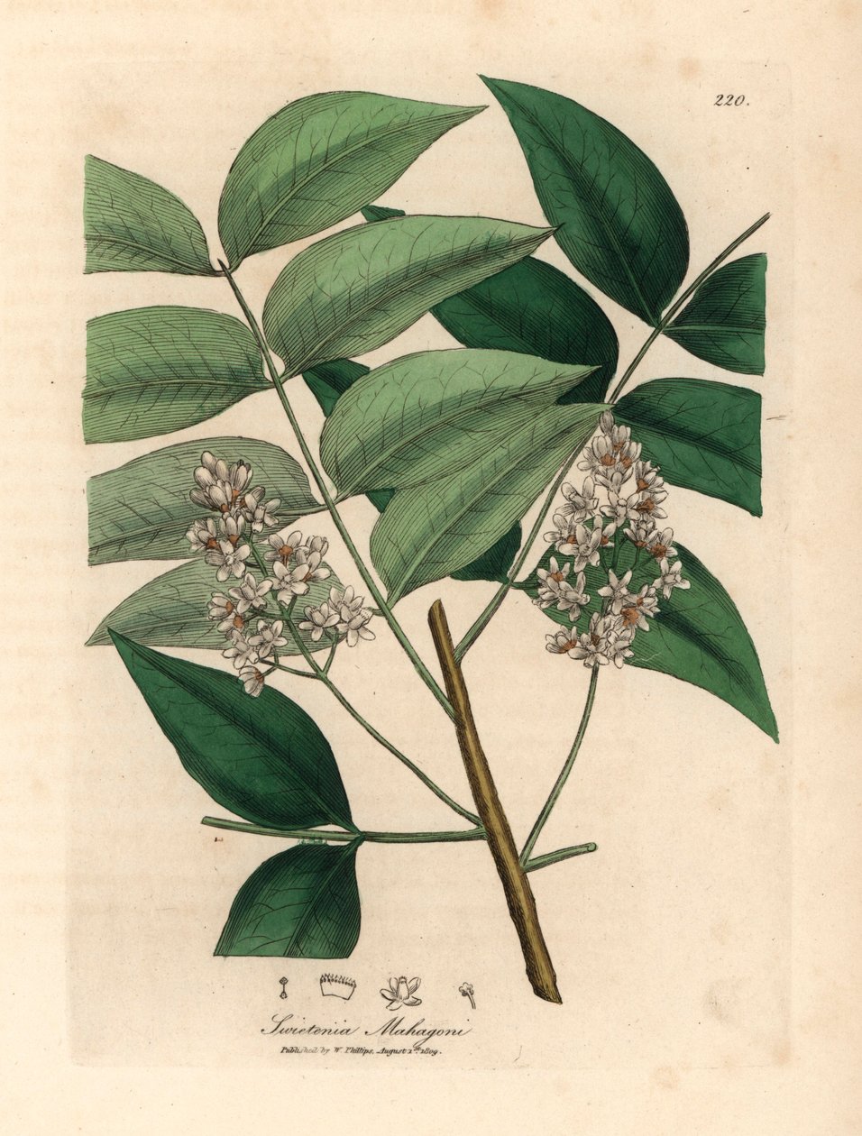 Bíle rozkvetlý mahagonový strom, Swietenia mahogani, z botanické ilustrace Jamese Sowerbyho z William Woodville a Sira Williama Jacksona Hookera „Medical Botany“ 1832 (ručně kolorovaná mědirytina) od James (after) Sowerby