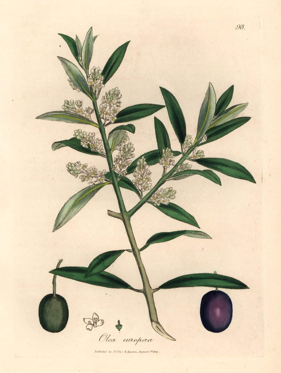 Bíle květovaný evropský olivovník s plody, Olea europaea, z botanické ilustrace Jamese Sowerbyho z Williama Woodvilla a Sira Williama Jacksona Hookera „Medical Botany“ 1832 (ručně kolorovaná mědirytina) od James (after) Sowerby