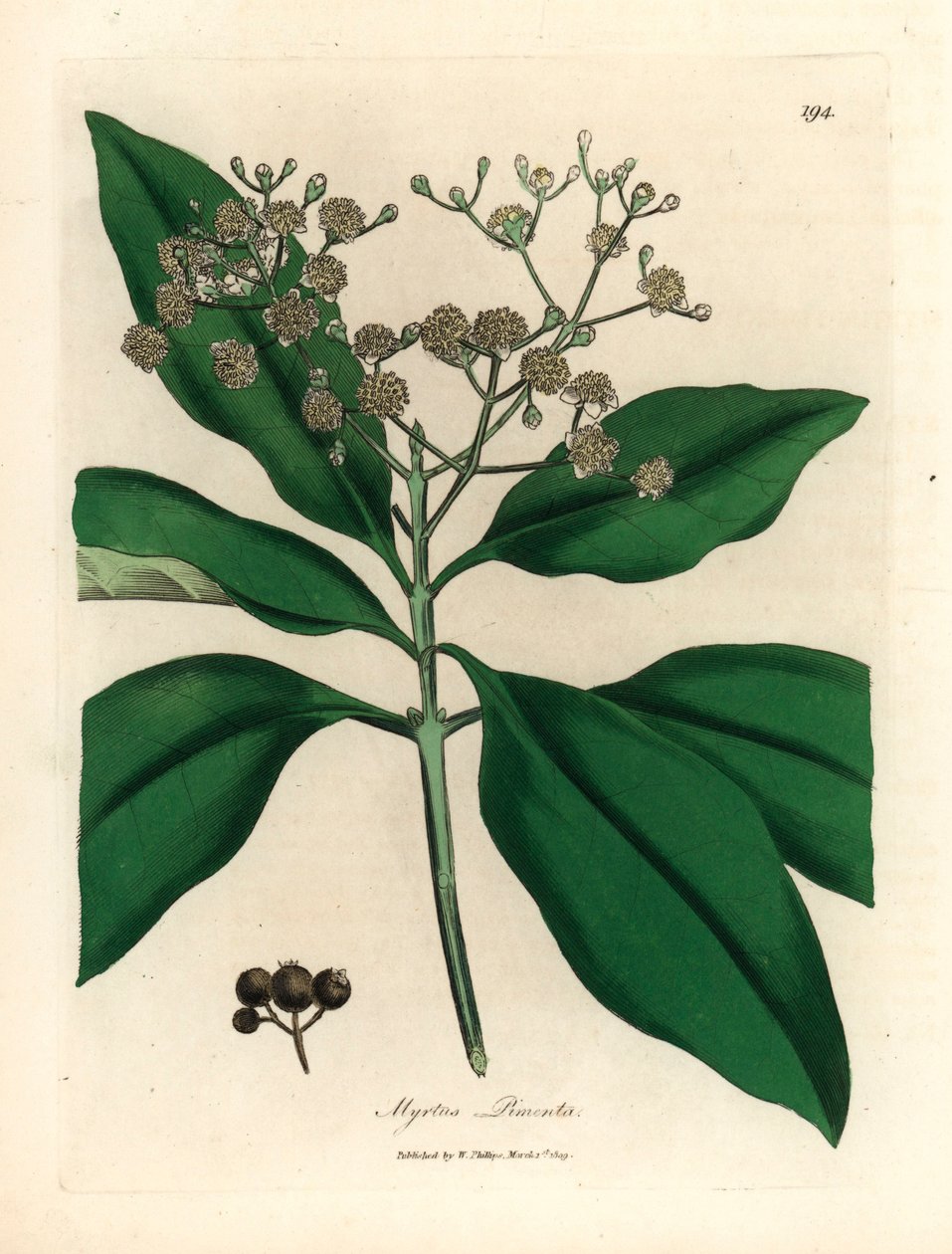 Bíle květovaný strom koření, Myrtus pimenta, z botanické ilustrace Jamese Sowerbyho z Williama Woodvilla a Sira Williama Jacksona Hookera „Medical Botany“ 1832 (ručně kolorovaná mědirytina) od James (after) Sowerby