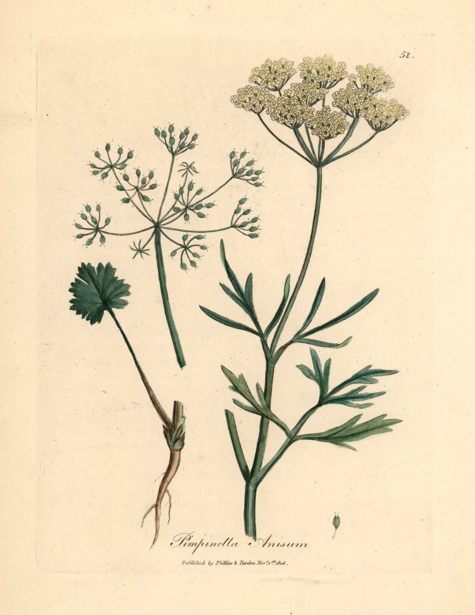 Bílý květovaný anýz, Pimpinella anisum, z botanické ilustrace Jamese Sowerbyho z William Woodville a Sira Williama Jacksona Hookera „Medical Botany“ 1832 (ručně kolorovaná mědirytina) od James (after) Sowerby