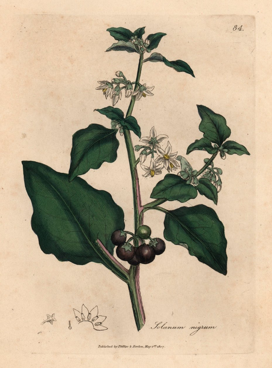 Bílé květy, černé bobule, lilek zahradní, Solanum nigrum, z botanické ilustrace Jamese Sowerbyho z Williama Woodvilla a Sira Williama Jacksona Hookera „Medical Botany“ 1832 (ručně kolorovaná mědirytina) od James (after) Sowerby