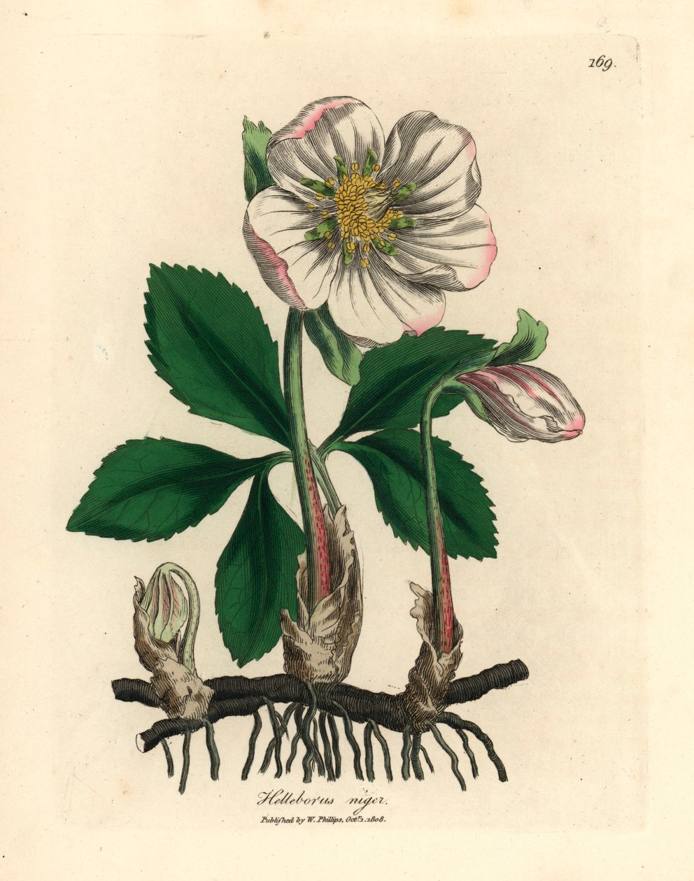 Bílá květovaná černá čemeřice nebo vánoční růže, Helleborus niger, z botanické ilustrace Jamese Sowerbyho z Williama Woodvilla a Sira Williama Jacksona Hookera „Medical Botany“ 1832 (ručně kolorovaná mědirytina) od James (after) Sowerby