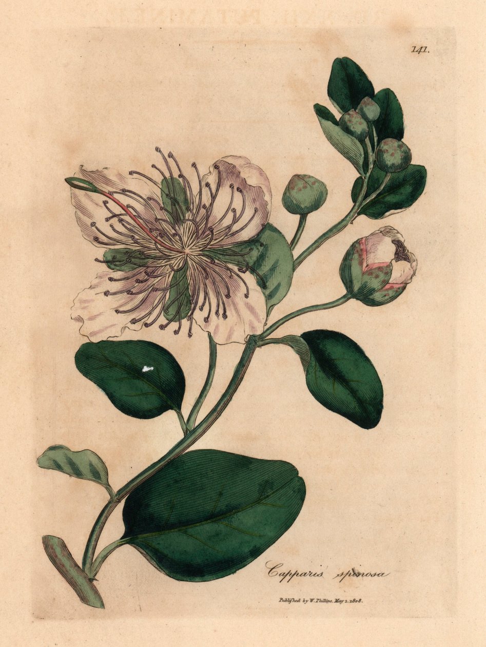 Bílý květovaný keř kapary, Capparis spinosa, z botanické ilustrace Jamese Sowerbyho z William Woodville a Sira Williama Jacksona Hookera „Medical Botany“ 1832 (ručně kolorovaná mědirytina) od James (after) Sowerby