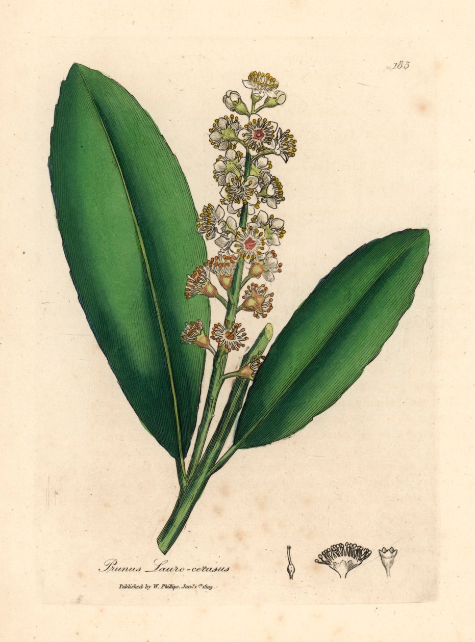 Bíle květovaná třešeň vavřínový strom, Prunus laurocerasus, z botanické ilustrace Jamese Sowerbyho z Williama Woodvilla a Sira Williama Jacksona Hookera „Medical Botany“ 1832 (ručně kolorovaná mědirytina) od James (after) Sowerby