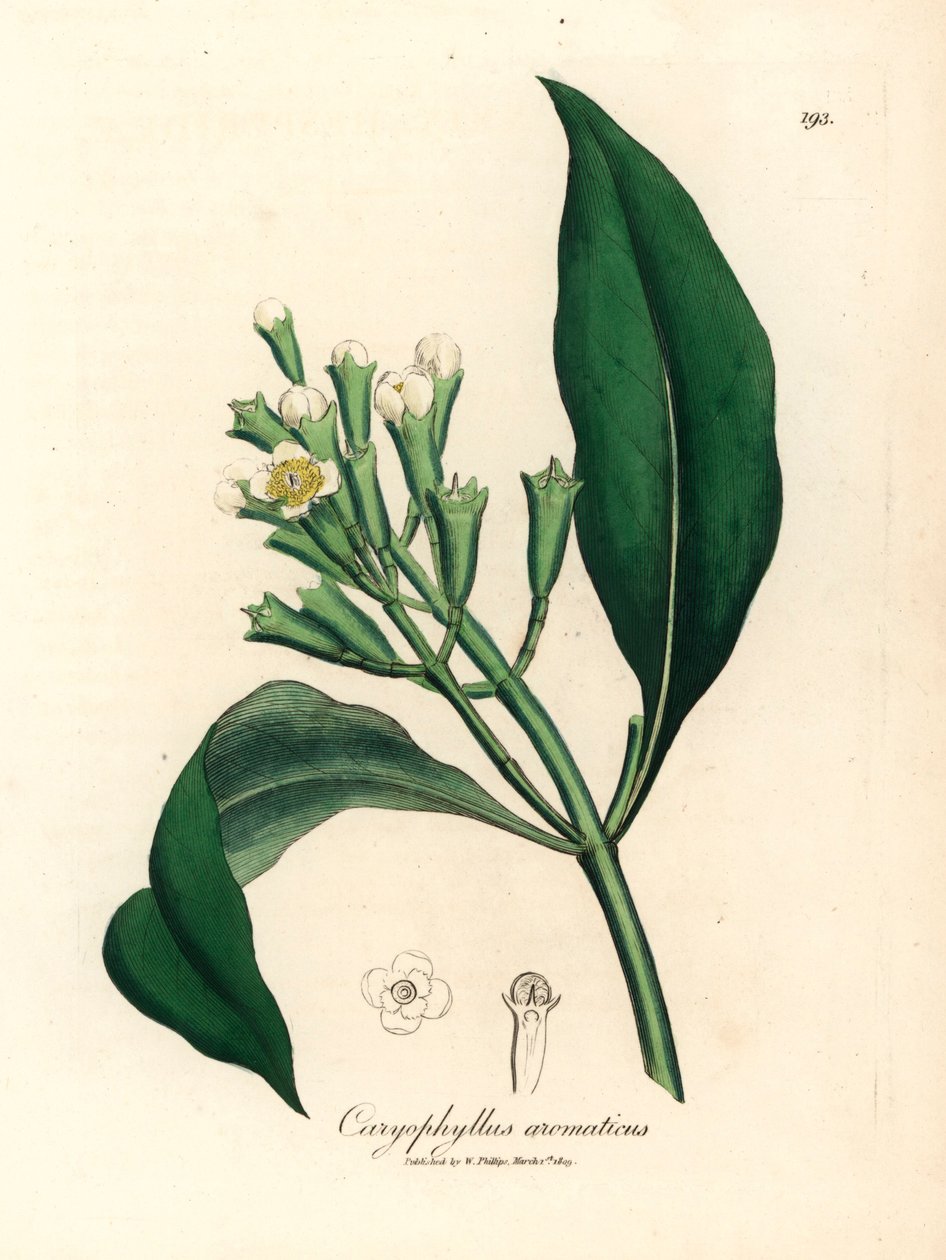 Bíle květovaný hřebíček koření, Caryophyllus aromaticus, z botanické ilustrace Jamese Sowerbyho z William Woodville a Sira Williama Jacksona Hookera „Medical Botany“ 1832 (ručně kolorovaná mědirytina) od James (after) Sowerby