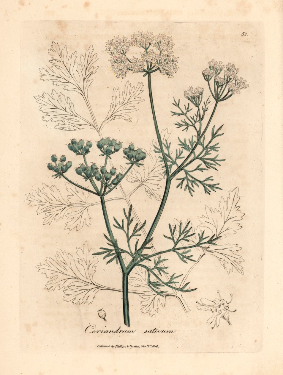 Bílý květovaný koriandr, Coriandrum sativum, z botanické ilustrace Jamese Sowerbyho z Williama Woodvilla a Sira Williama Jacksona Hookera „Medical Botany“ 1832 (ručně kolorovaná mědirytina) od James (after) Sowerby