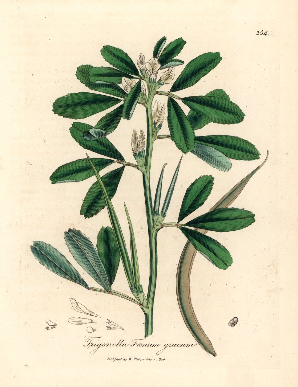 Pískavice s bílými květy se semenem, Trigonella foenum graecum, z botanické ilustrace Jamese Sowerbyho z William Woodville a Sira Williama Jacksona Hookera "Medical Botany" 1832 (ručně kolorovaná mědirytina) od James (after) Sowerby