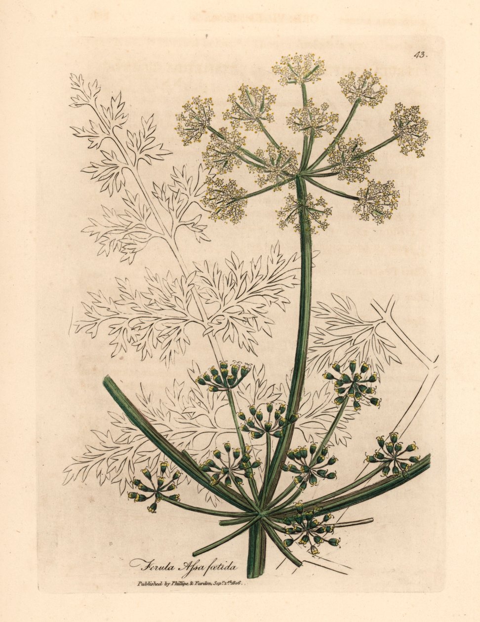 Bílokvětý gigantický fenykl neboli asafetida, Ferula assafoetida, z botanické ilustrace Jamese Sowerbyho z William Woodville a Sira Williama Jacksona Hookera „Medical Botany“ 1832 (ručně kolorovaná mědirytina) od James (after) Sowerby