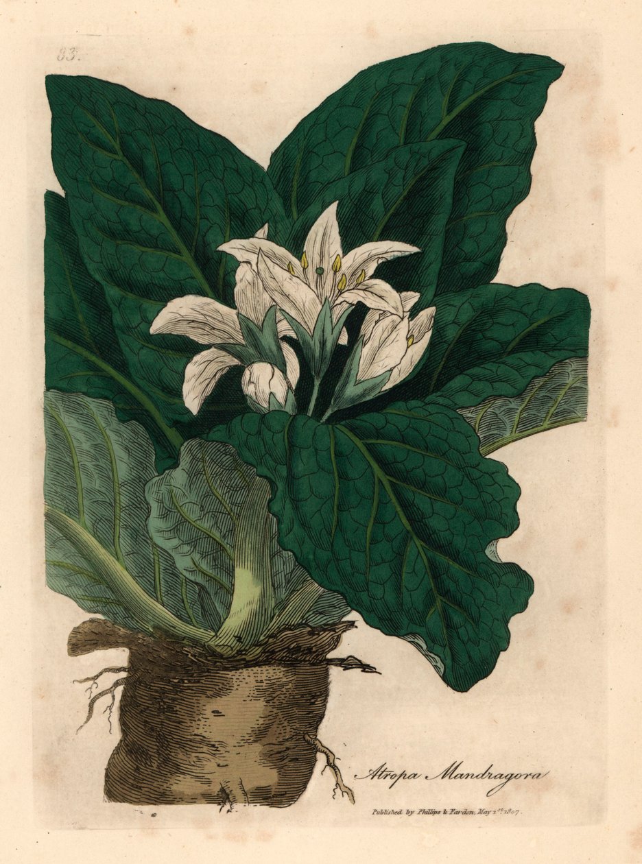 Bílá květovaná mandragora, Atropa mandragora, z botanické ilustrace Jamese Sowerbyho z William Woodville a Sira Williama Jacksona Hookera „Medical Botany“ 1832 (ručně kolorovaná mědirytina) od James (after) Sowerby