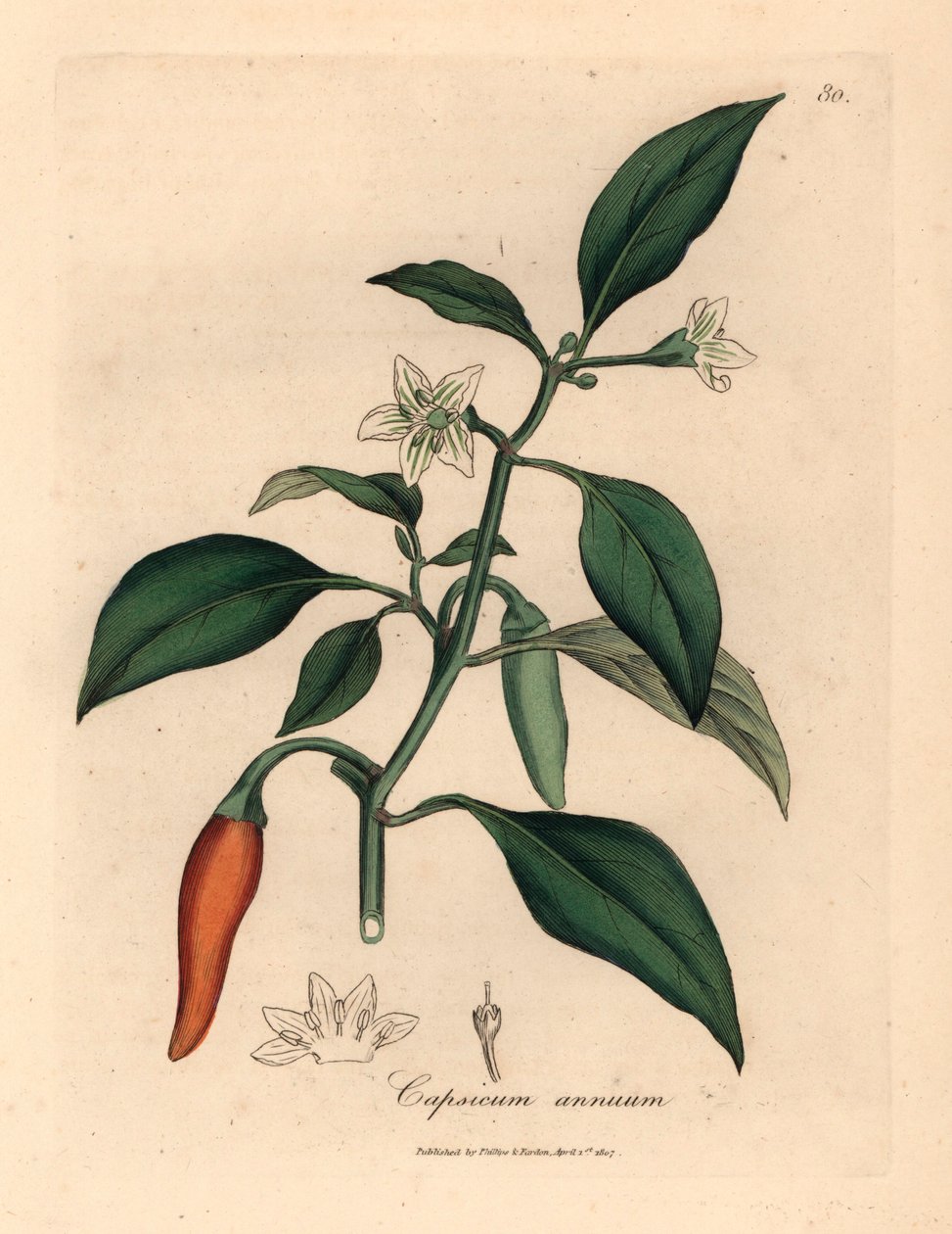 Bílý květovaný, šarlatový perličkový pepř, Capsicum annuum, z botanické ilustrace Jamese Sowerbyho z Williama Woodvilla a Sira Williama Jacksona Hookera "Medical Botany" 1832 (ručně kolorovaná mědirytina) od James (after) Sowerby