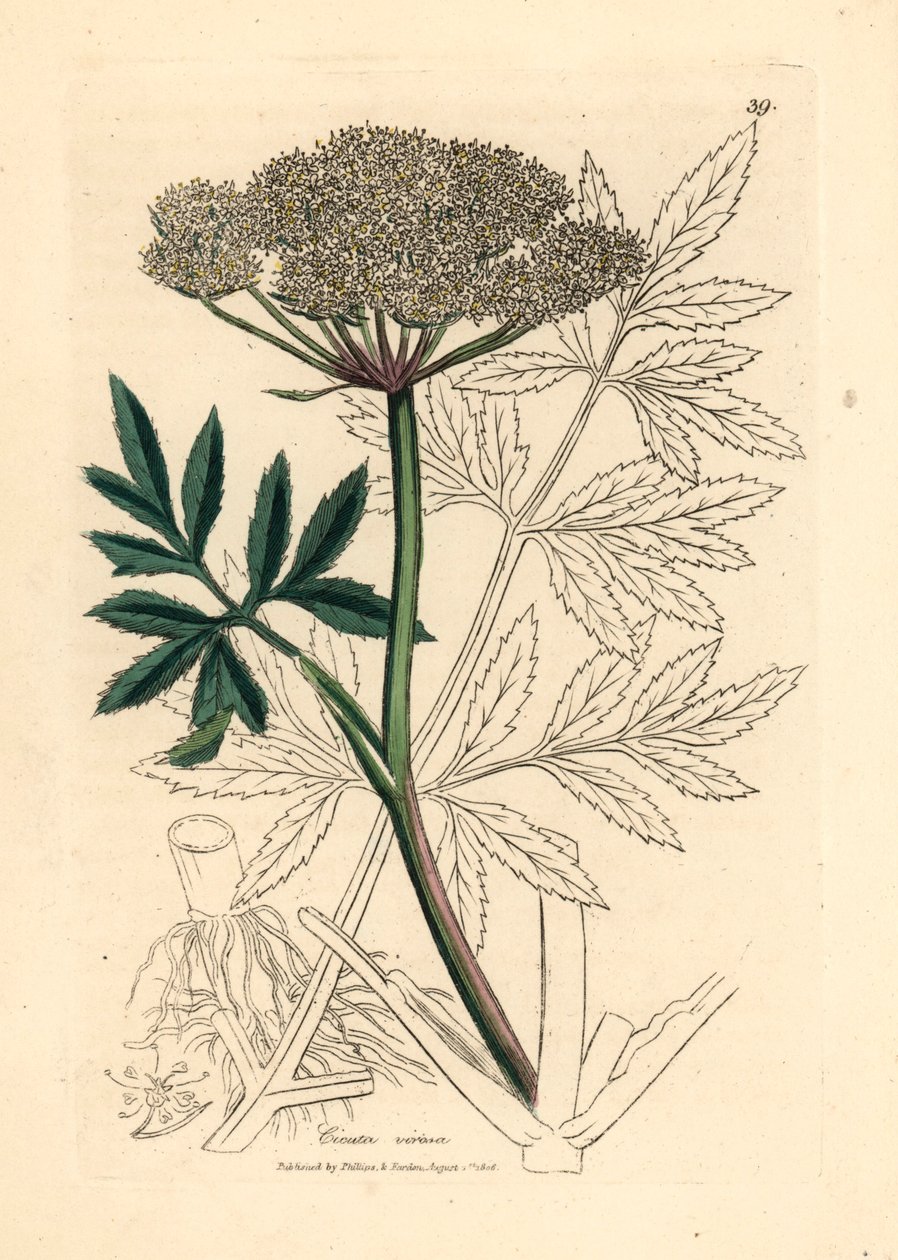 Bíle květovaný vodní jedlovec, Cicuta virosa , z botanické ilustrace Jamese Sowerbyho z Williama Woodvilla a Sira Williama Jacksona Hookera "Medical Botany" 1832 (ručně kolorovaná mědirytina) od James (after) Sowerby