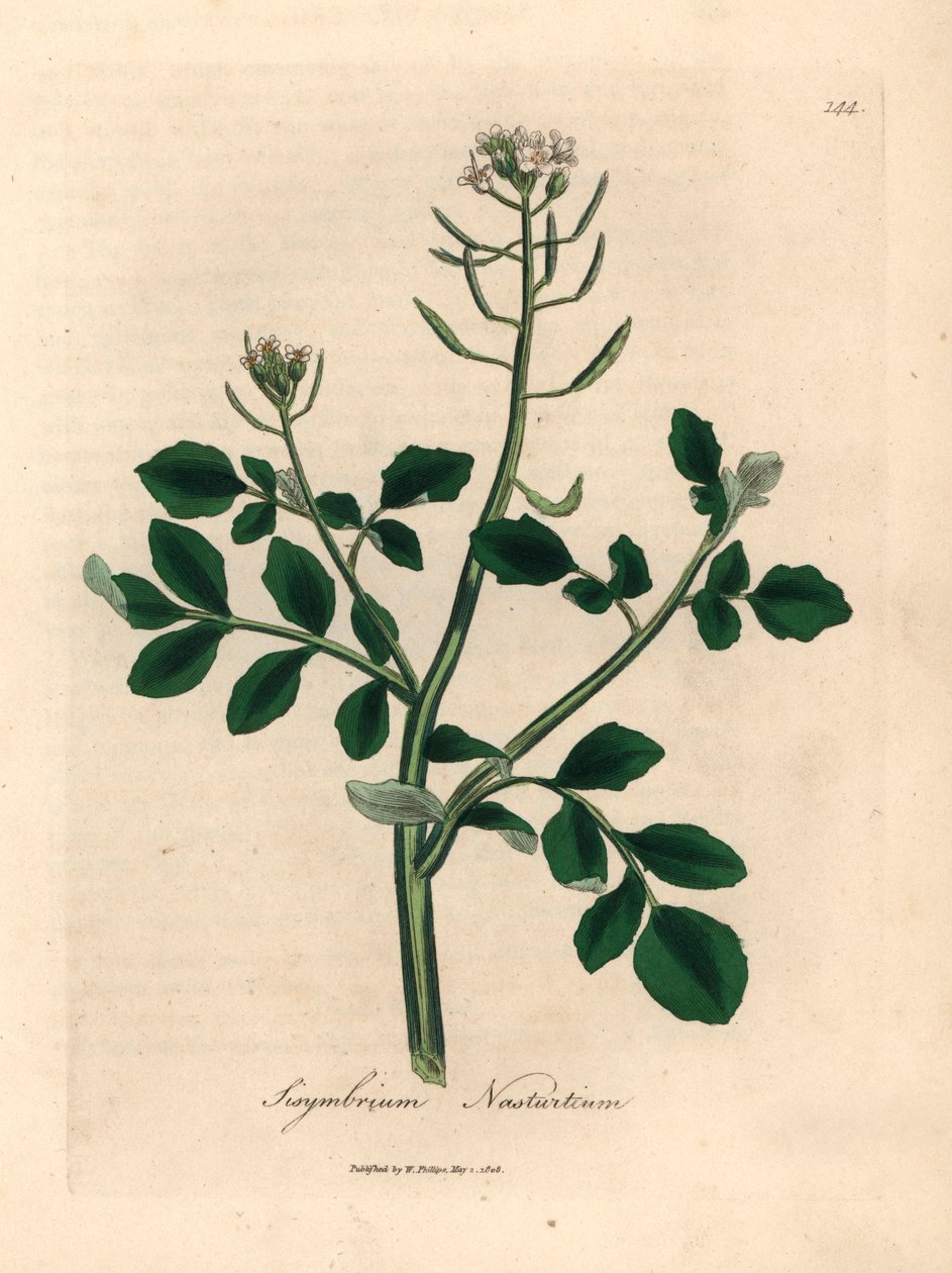 Bíle květovaná řeřicha, Sisymbrium nasturtium, z botanické ilustrace Jamese Sowerbyho z Williama Woodvilla a Sira Williama Jacksona Hookera „Lékařská botanika“ 1832 (ručně kolorovaná mědirytina) od James (after) Sowerby