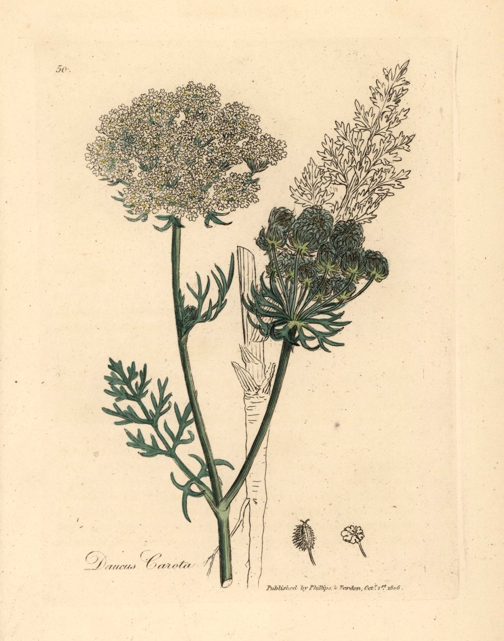 Bílá květovaná rostlina divoké mrkve, Daucus carota, z botanické ilustrace Jamese Sowerbyho z William Woodville a Sira Williama Jacksona Hookera „Medical Botany“ 1832 (ručně kolorovaná mědirytina) od James (after) Sowerby