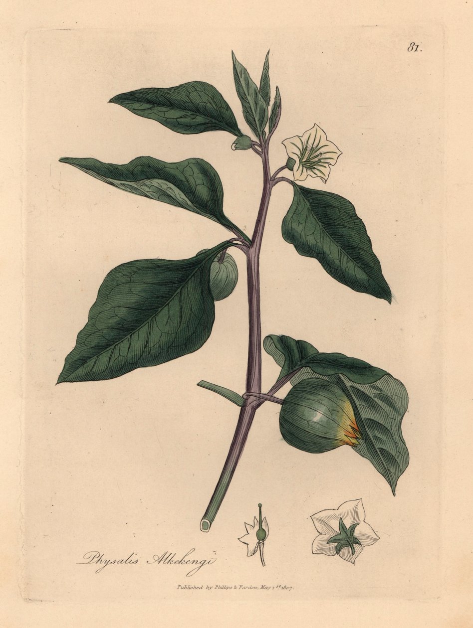 Bílá květovaná zimní třešeň, Physalis alkekengi, z botanické ilustrace Jamese Sowerbyho z William Woodville a Sira Williama Jacksona Hookera „Medical Botany“ 1832 (ručně kolorovaná mědirytina) od James (after) Sowerby