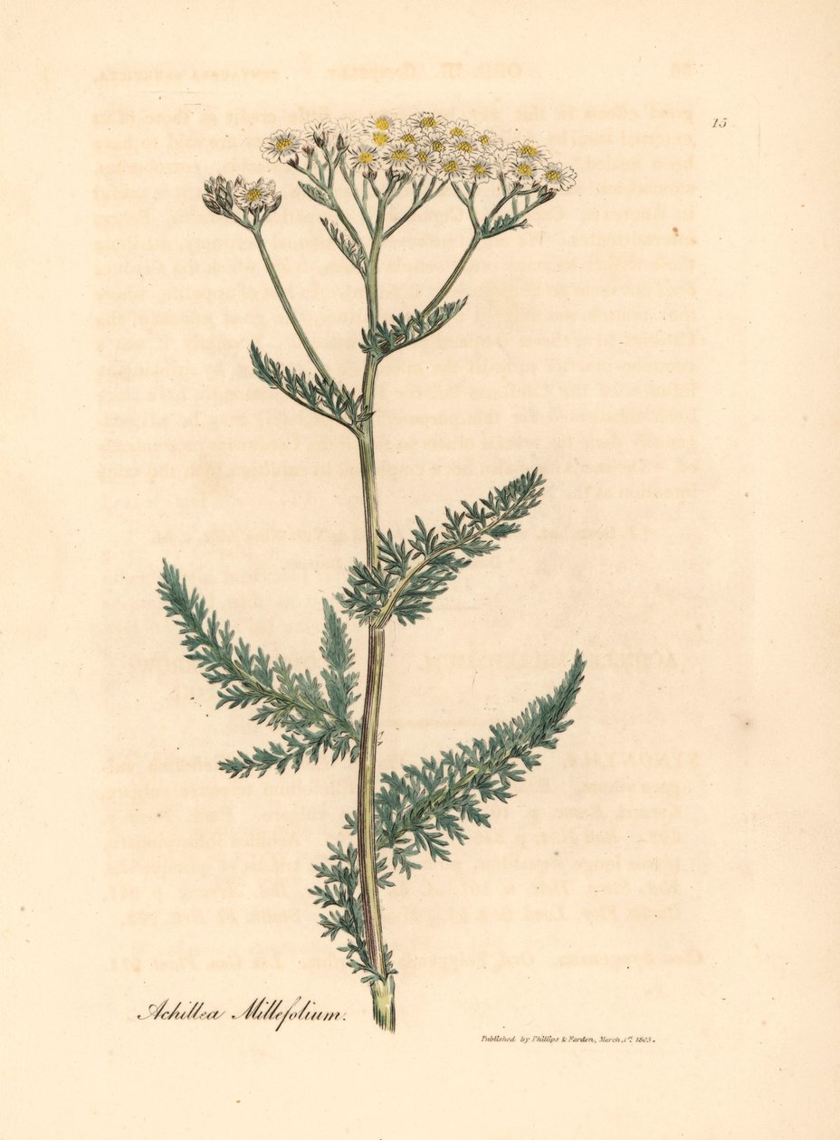 Bílý květovaný řebříček nebo jehličnan, Achillea millefolium, z botanické ilustrace Jamese Sowerbyho z William Woodville a Sira Williama Jacksona Hookera „Medical Botany“ 1832 (ručně kolorovaná mědirytina) od James (after) Sowerby