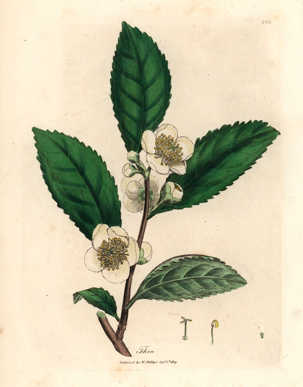 Bílé květy a lístky zeleného čaje, Thea bohea, Camellia sinensis, z botanické ilustrace Jamese Sowerbyho z Williama Woodvilla a Sira Williama Jacksona Hookera „Medical Botany“ 1832 (ručně kolorovaná mědirytina) od James (after) Sowerby