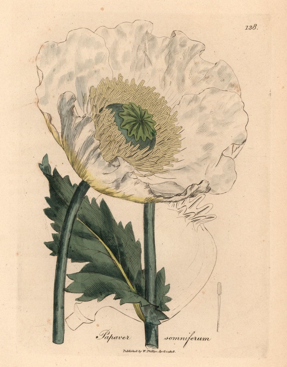 Bílý mák, Papaver somniferum, z botanické ilustrace Jamese Sowerbyho z Williama Woodvilla a Sira Williama Jacksona Hookera „Medical Botany“ 1832 (ručně kolorovaná mědirytina) od James (after) Sowerby