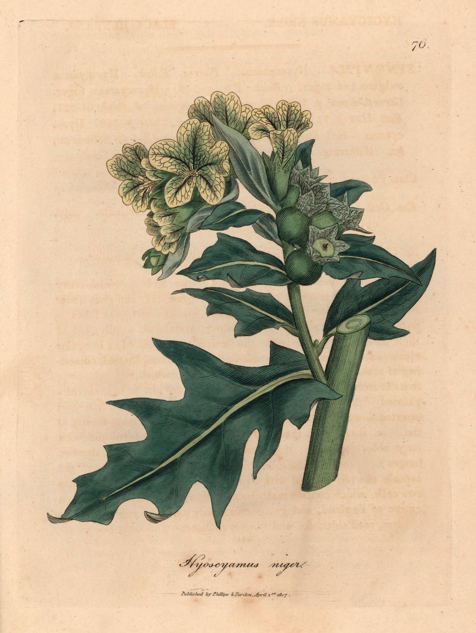 Žlutě květovaný černý slepýš, Hyoscyamus niger, z botanické ilustrace Jamese Sowerbyho z William Woodville a Sira Williama Jacksona Hookera "Medical Botany" 1832 (ručně kolorovaná mědirytina) od James (after) Sowerby