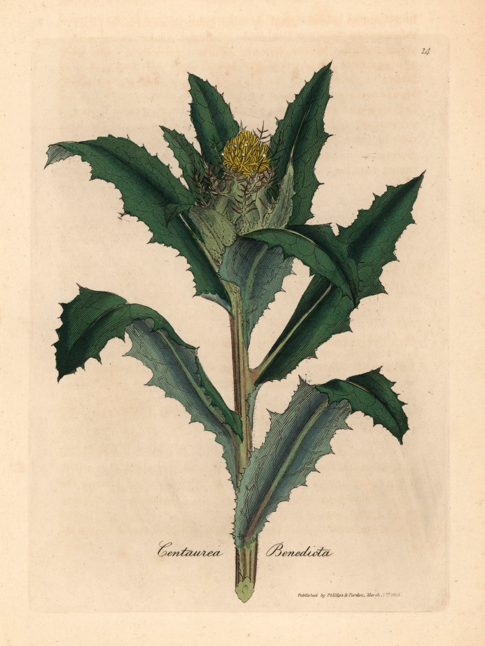 Žlutě květovaný požehnaný nebo posvátný bodlák, Centaurea benedicta, z botanické ilustrace Jamese Sowerbyho z Williama Woodvilla a Sira Williama Jacksona Hookera „Medical Botany“ 1832 (ručně kolorovaná mědirytina) od James (after) Sowerby