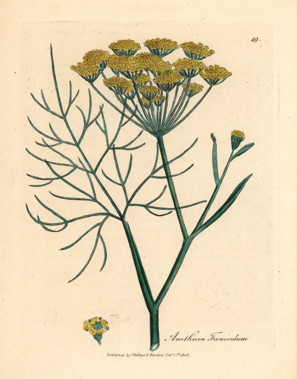Žlutě květovaný fenykl, Anethum foeniculum, z botanické ilustrace Jamese Sowerbyho z Williama Woodvilla a Sira Williama Jacksona Hookera „Medical Botany“ 1832 (ručně kolorovaná mědirytina) od James (after) Sowerby