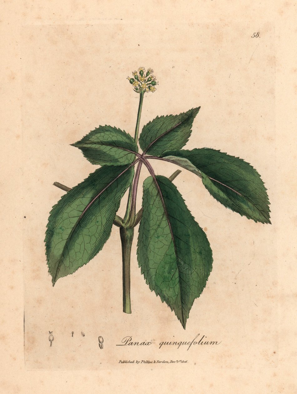 Žlutě květovaná rostlina ženšenu, Panax quinquefolium, z botanické ilustrace Jamese Sowerbyho z Williama Woodvilla a Sira Williama Jacksona Hookera „Medical Botany“ 1832 (ručně kolorovaná mědirytina) od James (after) Sowerby