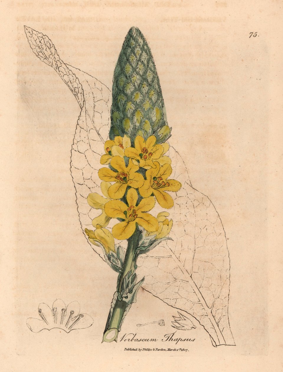 Žlutě květovaný divizna velký, Verbascum thapsus, z botanické ilustrace Jamese Sowerbyho z William Woodville a Sira Williama Jacksona Hookera „Medical Botany“ 1832 (ručně kolorovaná mědirytina) od James (after) Sowerby