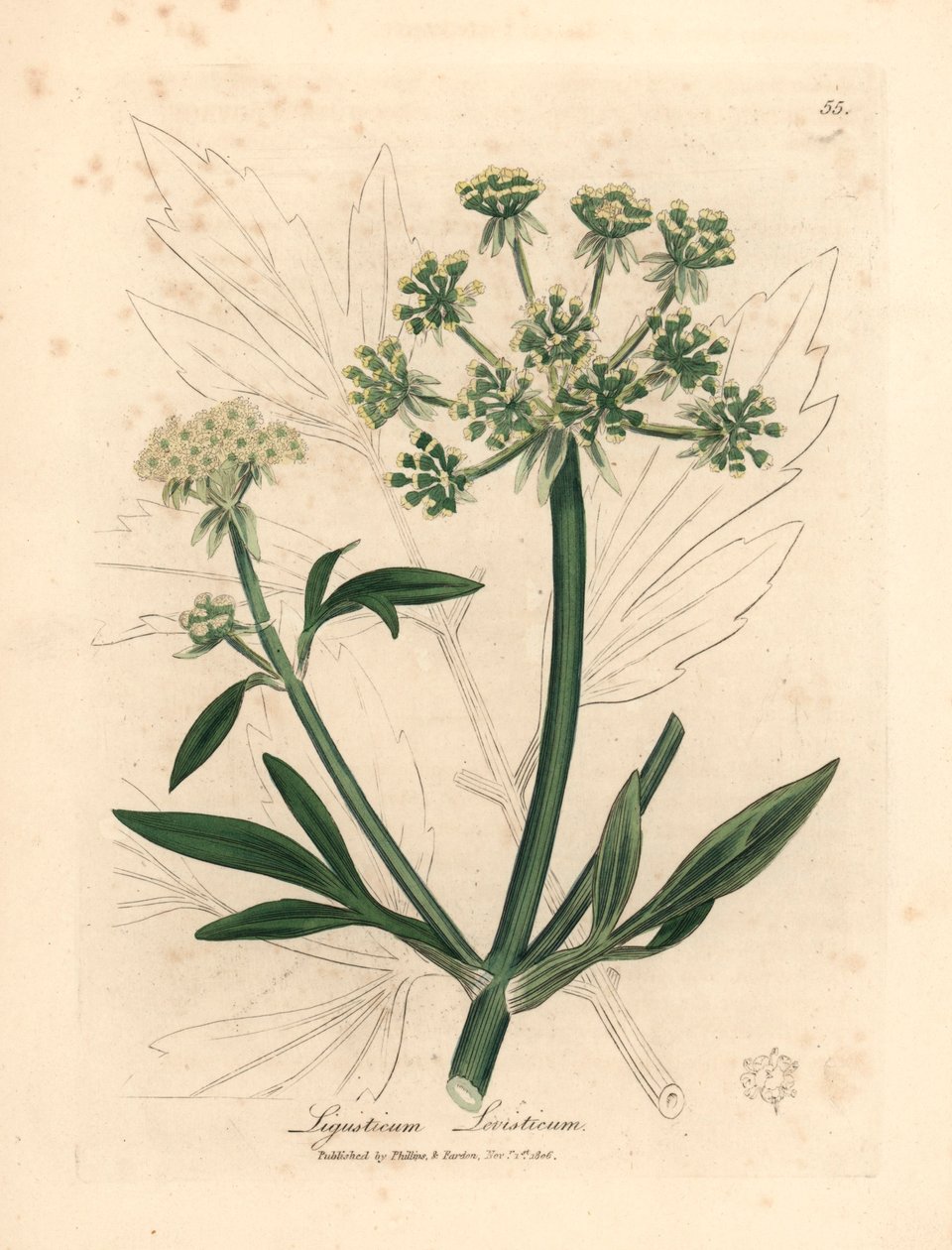 Žlutě květovaný libeček, Ligusticum levisticum, z botanické ilustrace Jamese Sowerbyho z William Woodville a Sira Williama Jacksona Hookera „Medical Botany“ 1832 (ručně kolorovaná mědirytina) od James (after) Sowerby