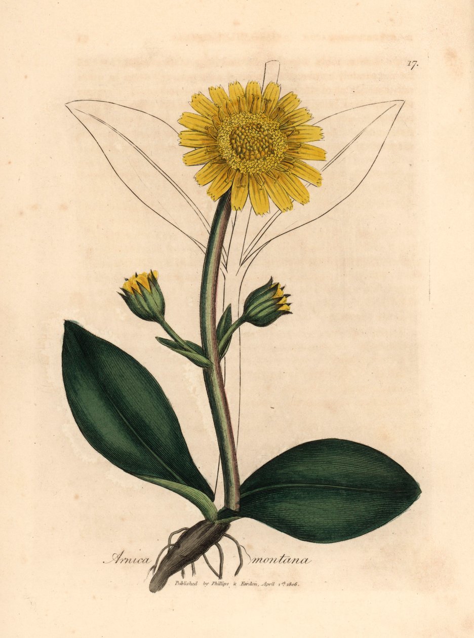Žlutě květovaná horská arnika, Arnica montana, z botanické ilustrace Jamese Sowerbyho z William Woodville a Sira Williama Jacksona Hookera „Medical Botany“ 1832 (ručně kolorovaná mědirytina) od James (after) Sowerby