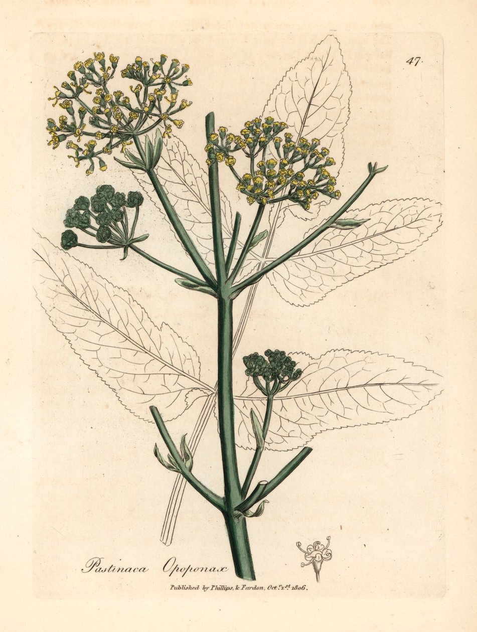 Žlutě květovaný opopanax nebo drsný pastinák, Pastinaca opopanax, z botanické ilustrace Jamese Sowerbyho z William Woodville a Sira Williama Jacksona Hookera „Medical Botany“ 1832 (ručně kolorovaná mědirytina) od James (after) Sowerby
