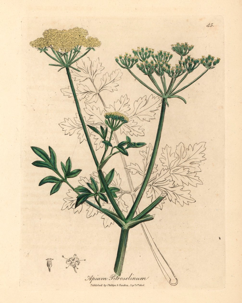 Žlutě květovaná petržel, Apium petroselinum, z botanické ilustrace Jamese Sowerbyho z William Woodville a Sira Williama Jacksona Hookera „Medical Botany“ 1832 (ručně kolorovaná mědirytina) od James (after) Sowerby
