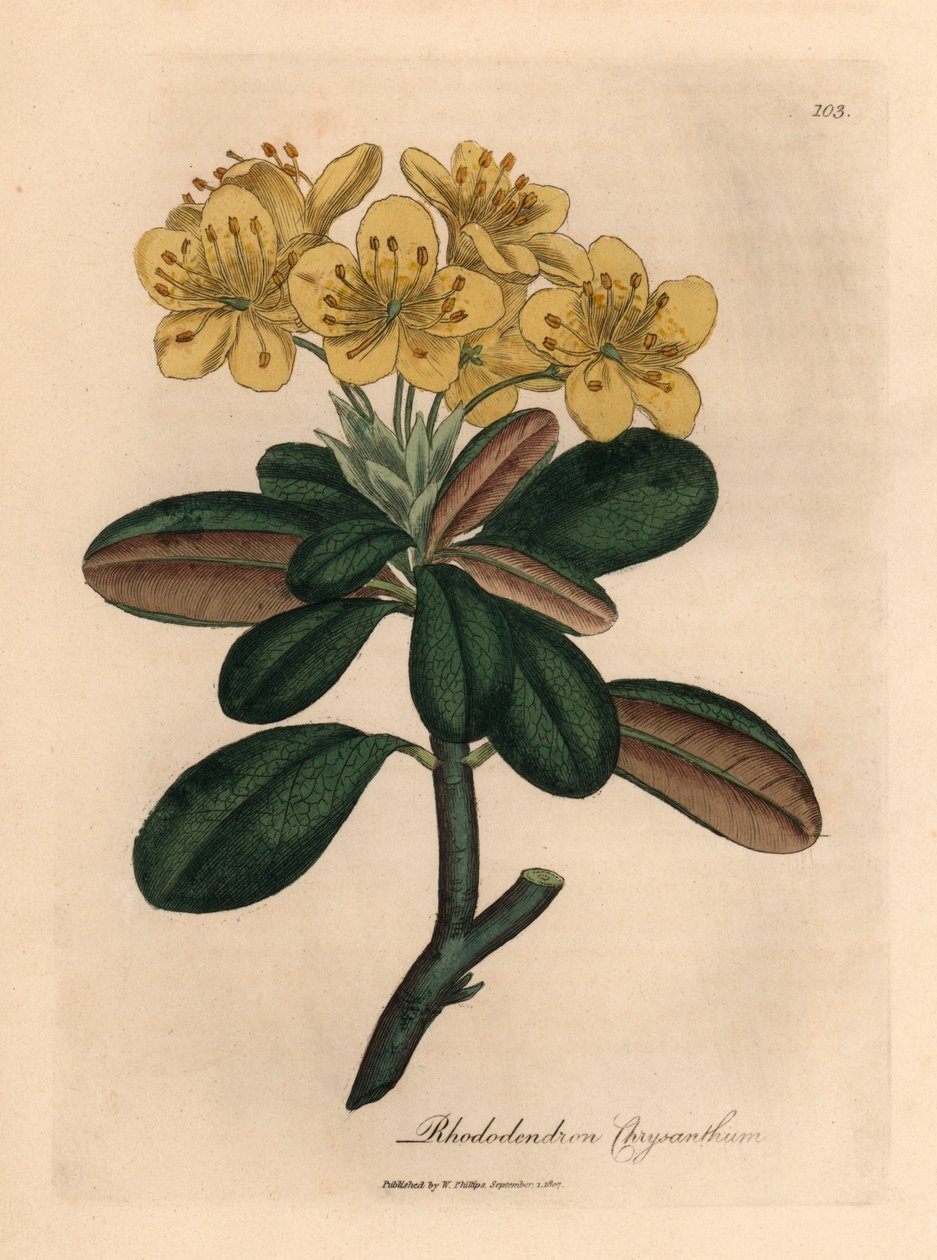 Žlutě květovaný rododendron, Rhododendron chryzantéma, z botanické ilustrace Jamese Sowerbyho z William Woodville a Sira Williama Jacksona Hookera „Medical Botany“ 1832 (ručně kolorovaná mědirytina) od James (after) Sowerby