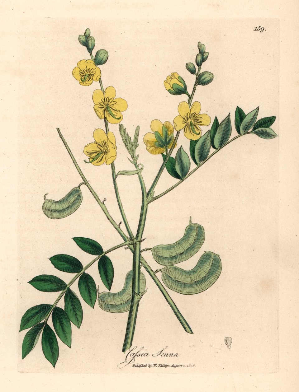 Žlutě květovaná senna nebo egyptská kasie se semennými lusky, Cassia senna, z botanické ilustrace Jamese Sowerbyho z William Woodville a Sira Williama Jacksona Hookera „Medical Botany“ 1832 (ručně kolorovaná mědirytina) od James (after) Sowerby