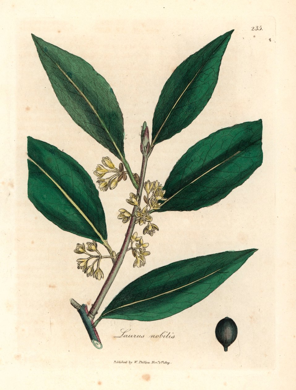 Žluté květované sladké bobky, Laurus nobilis, z botanické ilustrace Jamese Sowerbyho z Williama Woodvilla a Sira Williama Jacksona Hookera „Medical Botany“ 1832 (ručně kolorovaná mědirytina) od James (after) Sowerby