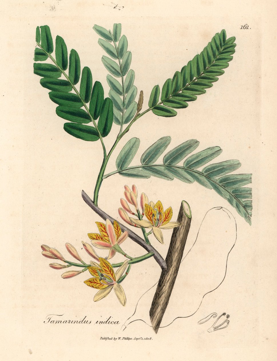 Žlutě květovaný tamarind, Tamarindus indica, z botanické ilustrace Jamese Sowerbyho z William Woodville a Sira Williama Jacksona Hookera „Medical Botany“ 1832 (ručně kolorovaná mědirytina) od James (after) Sowerby