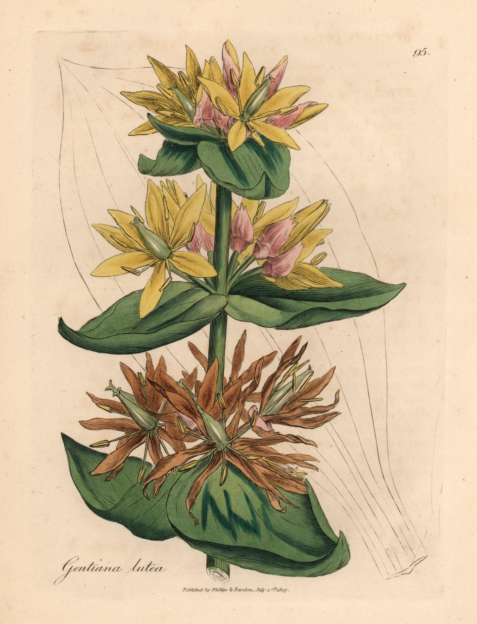 Žlutý hořec, Gentiana lutea, z botanické ilustrace Jamese Sowerbyho z knihy William Woodville a Sira Williama Jacksona Hookera „Medical Botany“ 1832 (ručně kolorovaná mědirytina) od James (after) Sowerby