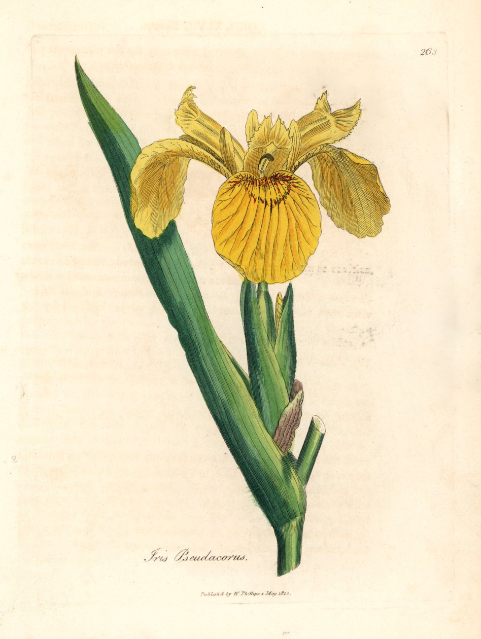 Žlutá vodní vlajka, Iris pseudocorus, z botanické ilustrace Jamese Sowerbyho z Williama Woodvilla a Sira Williama Jacksona Hookera „Medical Botany“ 1832 (ručně kolorovaná mědirytina) od James (after) Sowerby
