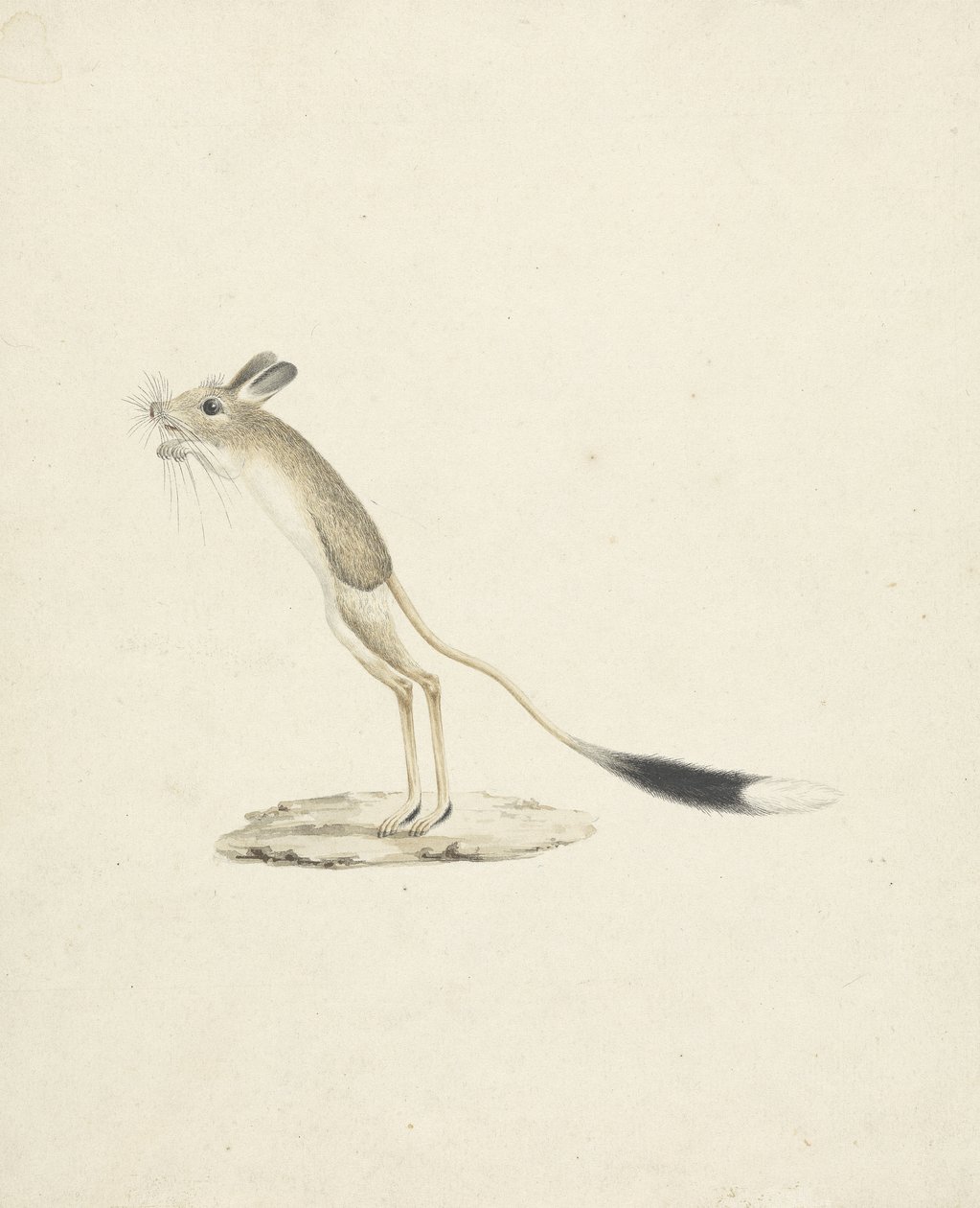 Jerboa č. 4 (wc přes grafit na papíře) od James 1730 94 Bruce