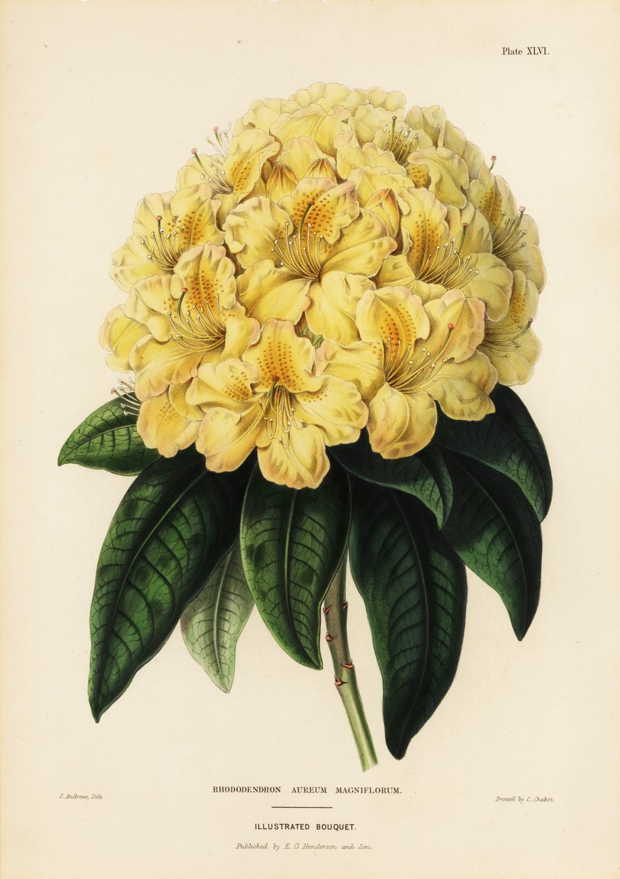 Zlatý rododendron, Rhodendron aureum od James Andrews