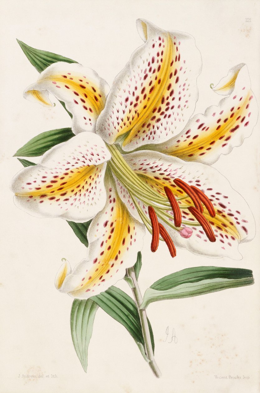 Lily, z "The Floral Magazine", 1861-71 od James Andrews