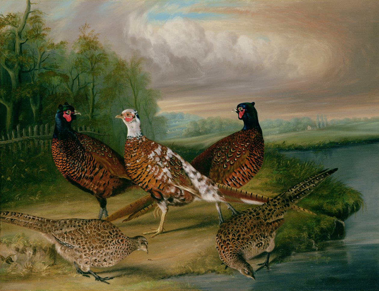 Bažanti u řeky Wensum, Norfolk (olej na plátně) od James Blazeby